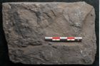 Foto (Detailansicht) von Pecopteris permaeformis Brongniart (NHMW-GEO-2024-0188-10926)